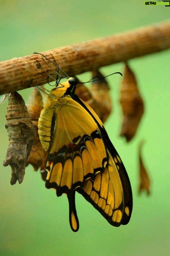 Michael Fishman Instagram - The Butterfly