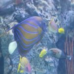 Michael Fishman Instagram - We took a quick trip down to Southern California's best Aquarium Aquarium of the Pacific
