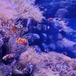 Michael Fishman Instagram - We took a quick trip down to Southern California's best Aquarium Aquarium of the Pacific