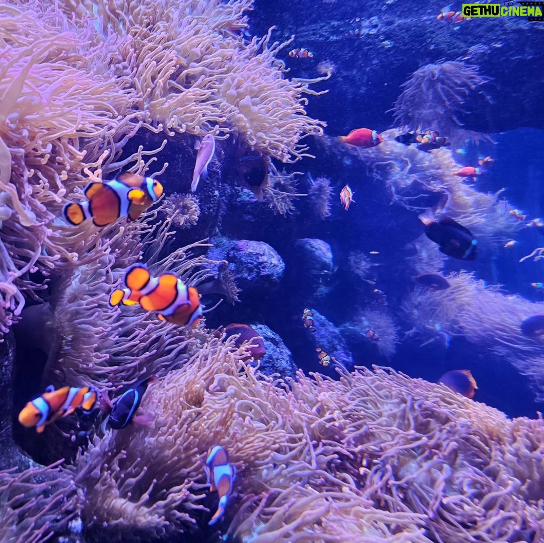 Michael Fishman Instagram - We took a quick trip down to Southern California's best Aquarium Aquarium of the Pacific
