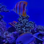Michael Fishman Instagram - We took a quick trip down to Southern California's best Aquarium Aquarium of the Pacific