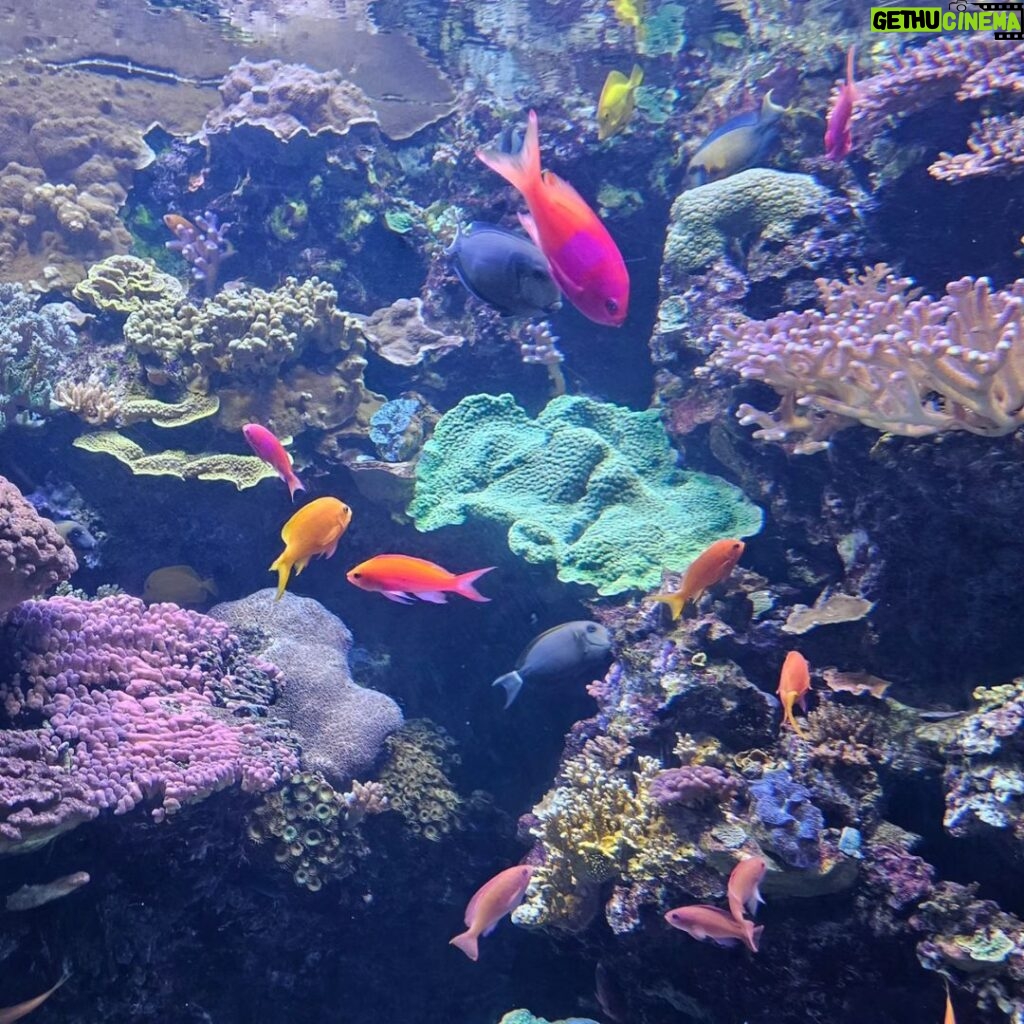 Michael Fishman Instagram - We took a quick trip down to Southern California's best Aquarium Aquarium of the Pacific