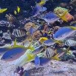 Michael Fishman Instagram - We took a quick trip down to Southern California's best Aquarium Aquarium of the Pacific