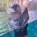 Michael Fishman Instagram - We took a quick trip down to Southern California's best Aquarium Aquarium of the Pacific
