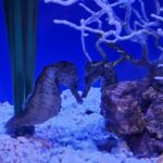 Michael Fishman Instagram - We took a quick trip down to Southern California's best Aquarium Aquarium of the Pacific