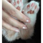 Michelle Reis Instagram - Love these paws 💕 #kittygram #paws #creamy