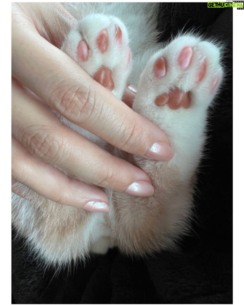 Michelle Reis Instagram - Love these paws 💕 #kittygram #paws #creamy