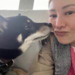 Michelle Reis Instagram - Stay safe ! #furrychildren #shibainu #yoda