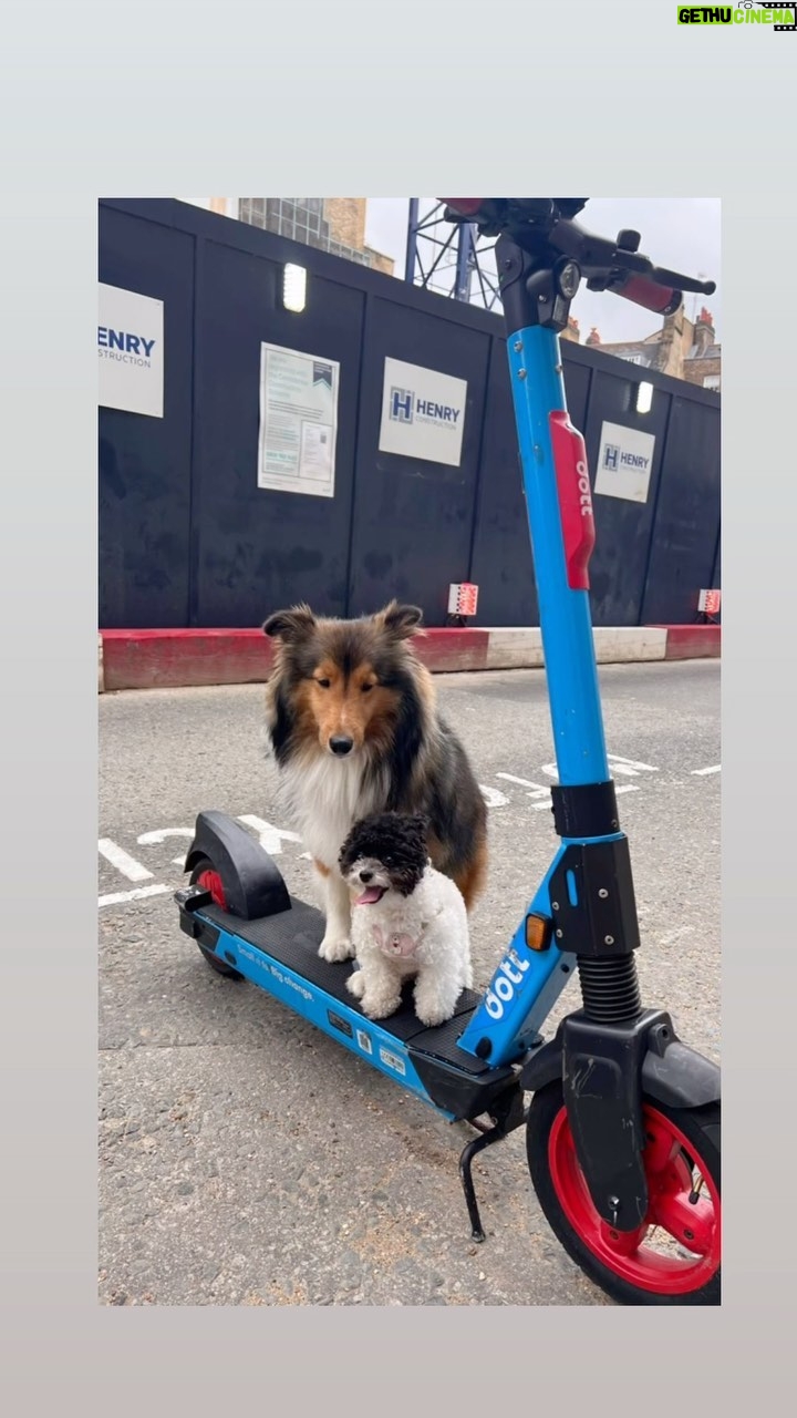 Michelle Reis Instagram - Furry babies London, United Kingdom