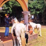 Michelle Renaud Instagram - Hoy tuvimos una constelación familiar con caballos… una experiencia padrísima!! ✨✨