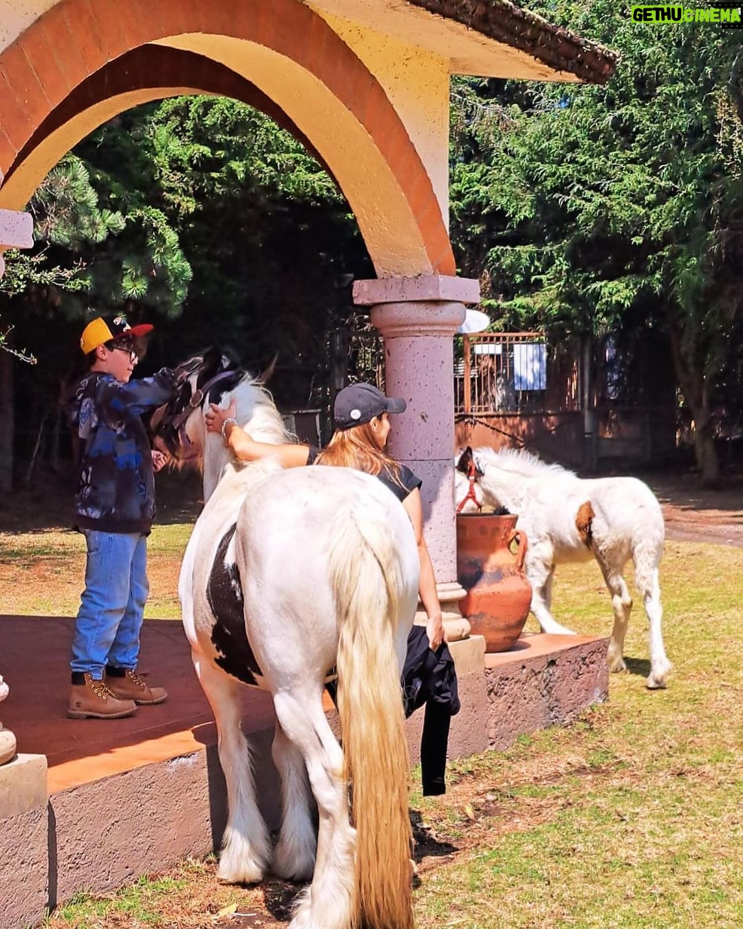 Michelle Renaud Instagram - Hoy tuvimos una constelación familiar con caballos… una experiencia padrísima!! ✨✨