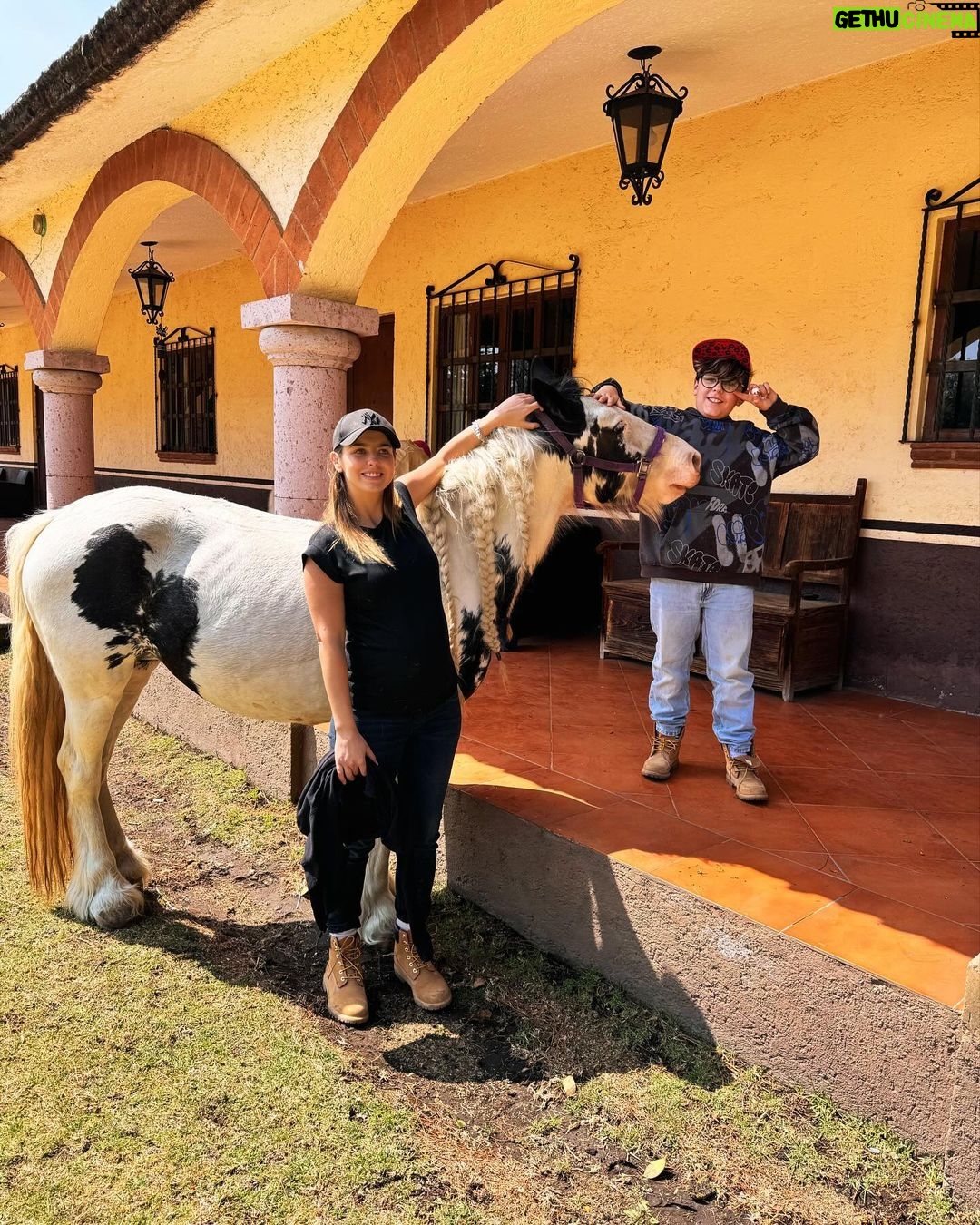 Michelle Renaud Instagram - Hoy tuvimos una constelación familiar con caballos… una experiencia padrísima!! ✨✨