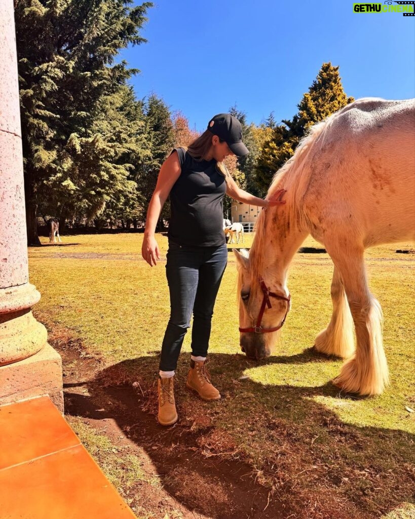 Michelle Renaud Instagram - Hoy tuvimos una constelación familiar con caballos… una experiencia padrísima!! ✨✨
