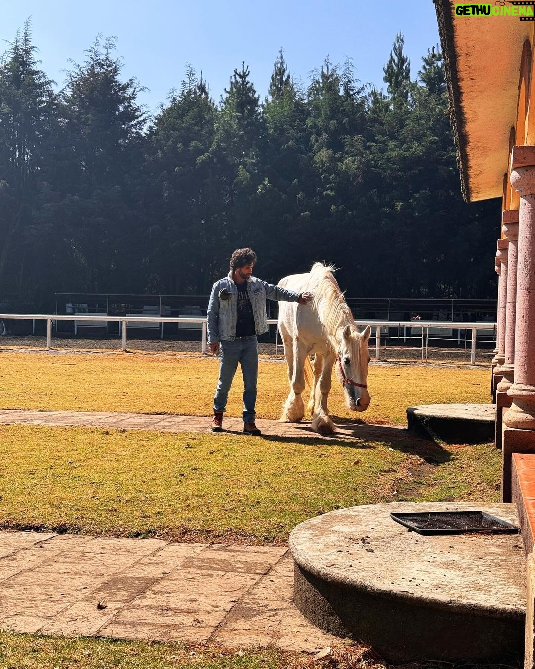 Michelle Renaud Instagram - Hoy tuvimos una constelación familiar con caballos… una experiencia padrísima!! ✨✨