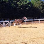 Michelle Renaud Instagram – Hoy tuvimos una constelación familiar con caballos… una experiencia padrísima!! ✨✨