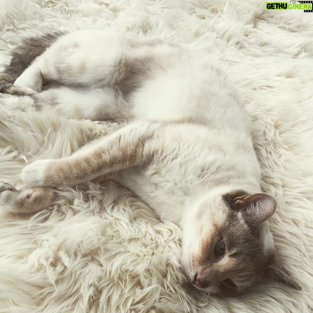 Michelle Rodriguez Instagram - Coco you fuzzy hairball You...💕