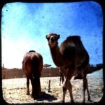 Michelle Rodriguez Instagram - I love animals... I should figure out a way to be vegetarian without becoming anemic