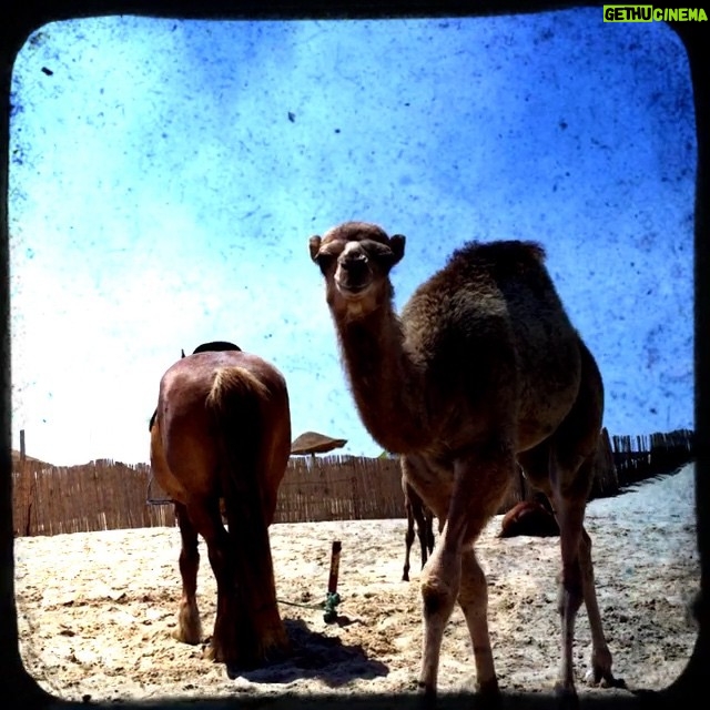 Michelle Rodriguez Instagram - I love animals... I should figure out a way to be vegetarian without becoming anemic