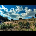 Michelle Rodriguez Instagram - There are hundreds of millions of dollars being made from Oaxacan land every year in alcohol products, yet somehow Oaxaca remains one of the poorest provinces in Mexico. Maybe it’s time for bottom up approach to starting an alcohol brand. This exchange between the people, the land & the alcohol industry needs a make over. We propose starting a 10 percent trend, where our mezcal company invests 10 percent of its profits to micro finance the training of Oaxacan women in the ancient tradition of becoming maestras Mezcaleras. A tradition that has only recently opened up to women for the 1st time. Hopefully this will be the start of a new way to do business in Oaxaca. Reciprocity, Wish us luck on this wonderful venture ✨🤟🏽