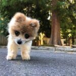Mickey Rourke Instagram - @pippin.thepom See u on the otherside. Beauty. Mickey Dima& kidswuffwuff❤️👏❤️🍷🍷