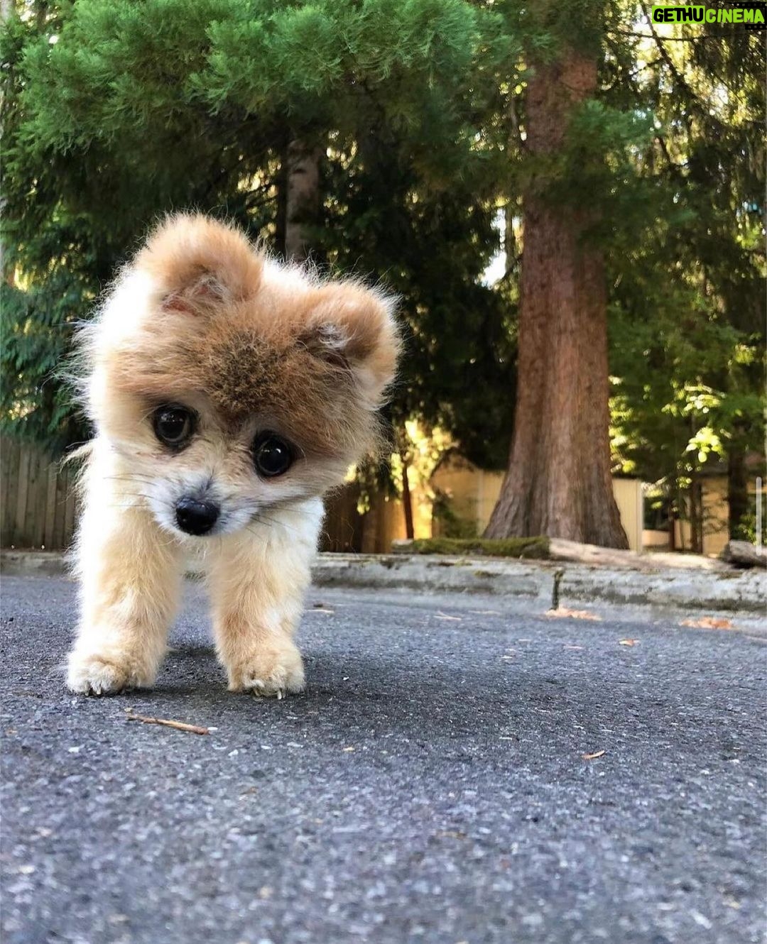 Mickey Rourke - 1.1K Likes - @pippin.thepom See u on the otherside. Beauty. Mickey Dima& kidswuffwuff❤️👏❤️🍷🍷