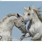 Mickey Rourke Instagram - Wild. HORSES❤️