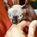 Mickey Rourke Instagram - My man Dima @dimamckinney got a beautiful surprise for Christmas,this special breed of kitty with no hair but beautiful blue eyes. He named him Twix after the candy bar. Hey Anton @antonsebel ,you made Dima really happy. Merry Christmas 🎄 L&R Mickey