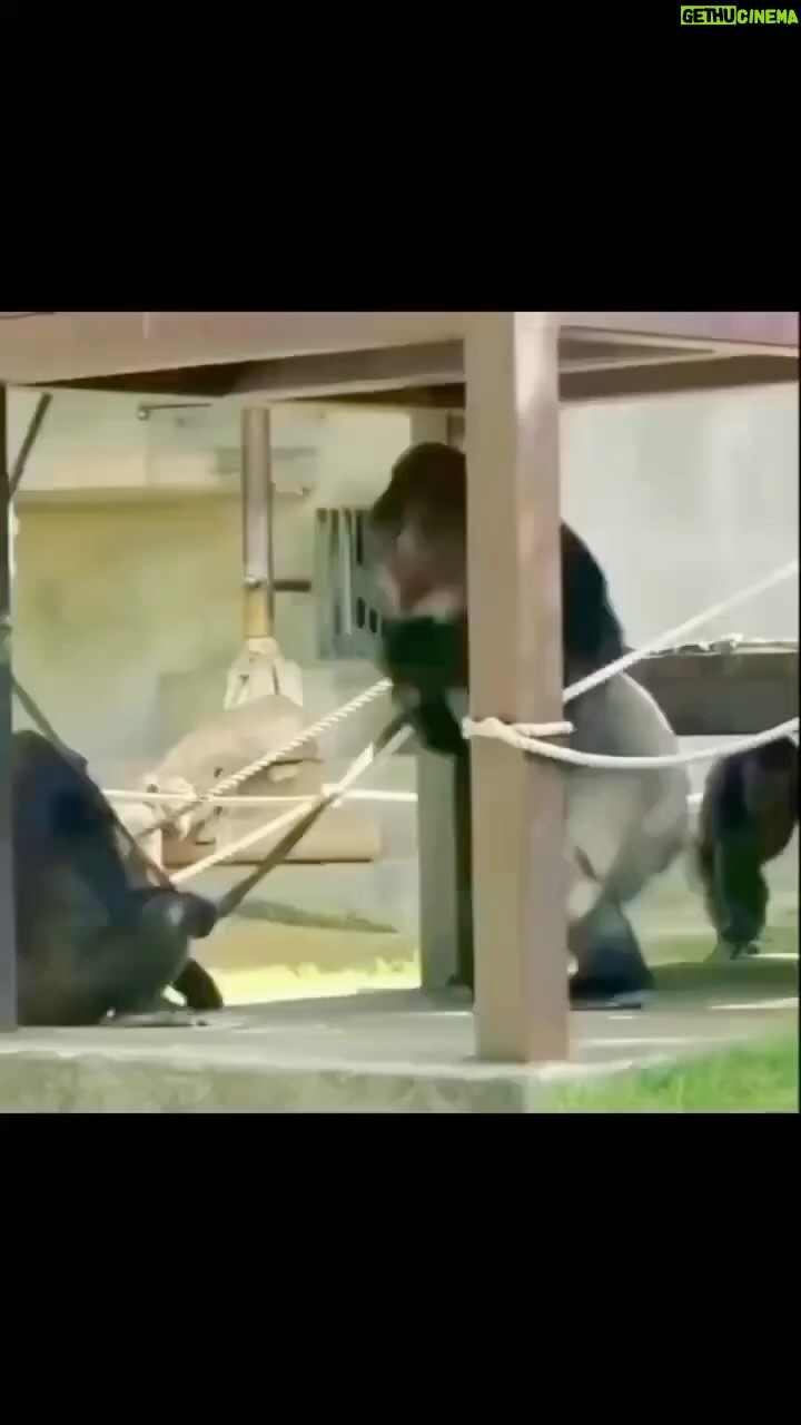 Mickey Rourke - 3K Likes - 😅gorilla. Power!!!!))))) Mickey,Dima & kidswuffwuff❤️