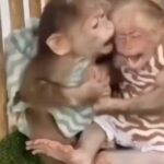 Mickey Rourke Instagram - Meen" monkey. ❤️