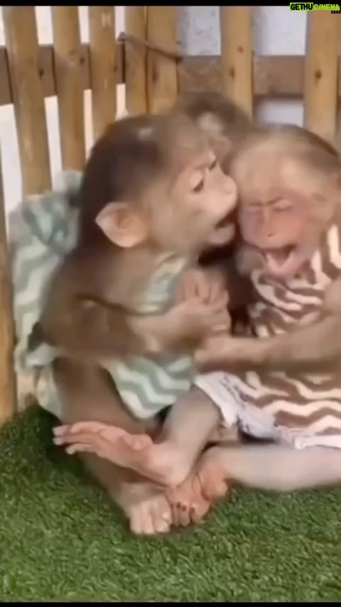 Mickey Rourke Instagram - Meen" monkey. ❤️