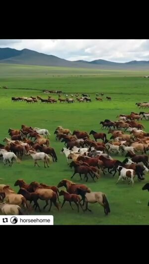 Mickey Rourke Instagram - Beautiful sight,magnificent creatures,we should do everything we can to make sure the wild horses are treated with utmost love and concern. Blessings Mickey,Dima & kids wuffwuffwuff ❤️❤️❤️❤️
