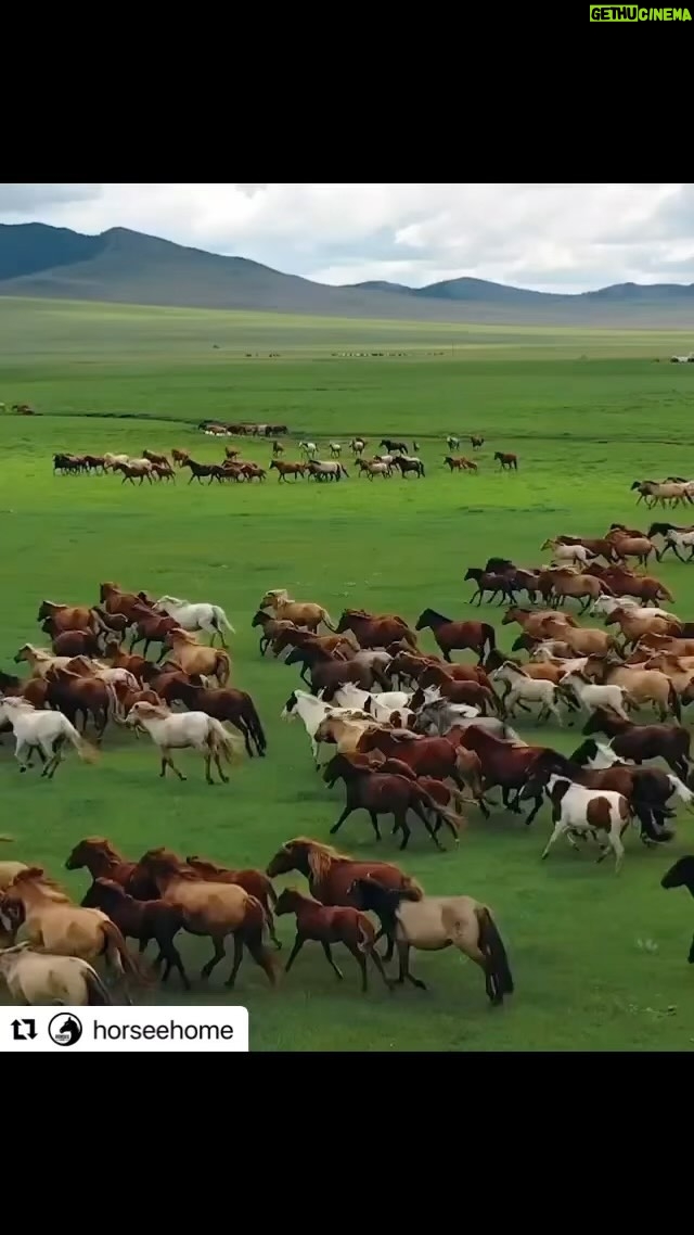Mickey Rourke - 1.4K Likes - Beautiful sight,magnificent creatures,we should do everything we can to make sure the wild horses are treated with utmost love and concern. Blessings Mickey,Dima & kids wuffwuffwuff ❤️❤️❤️❤️