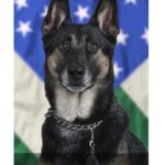 Mickey Rourke Instagram – TIMOSHENKO.  BLESSINGS. GONE IN THE LINE OF DUTY. ….. MANS VERY BEST FRIEND❤️❤️❤️❤️