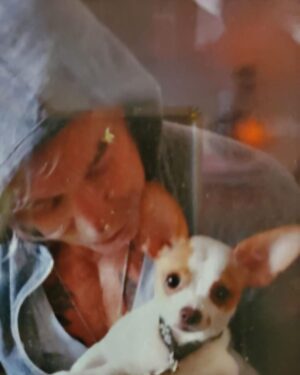 Mickey Rourke Instagram - Dima and i wanna send a very special thank you to Dr. Lisa Newell @malibuvet and all of her wonderful staff helping our "LILL JOE" with his recovery. Like most chihuahuas unfortunately that is acceptable to "CONGENITAL HEART ISSUE" Lill Joe is now 10 yo and so loved. He's never been away from home before,at night especially he is greatly missed. "Lill JOE"..."is a fighter,he's a tough fucker! He wants to be here. He will back the day after tomorrow. Please keep him@in your thoughts and prayers. Mickey,Dima and kids wuffwuffwuff ❤️❤️❤️❤️❤️❤️❤️❤️❤️❤️