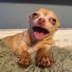 Mickey Rourke Instagram - @brie_the_chi Longtime Instagram Friend. Blessings lil friend👏❤️👏 Mickey, Dima ?& kidswuffwuff. Rip)))