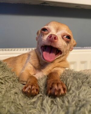 Mickey Rourke Instagram - @brie_the_chi Longtime Instagram Friend. Blessings lil friend👏❤️👏 Mickey, Dima ?& kidswuffwuff. Rip)))