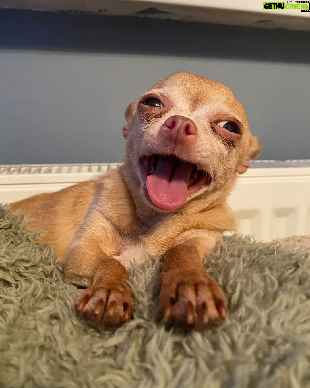 Mickey Rourke - 1.2K Likes - @brie_the_chi Longtime Instagram Friend. Blessings lil friend👏❤️👏 Mickey, Dima ?& kidswuffwuff. Rip)))