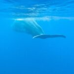 Miguel Bernardeau Instagram - Mauritius by @gorkagurdi
