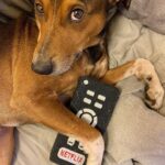 Miguel Herrán Instagram - Aquí se ve lo que diga Coye🐶
