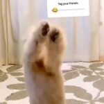Mike Colter Instagram - Where's the lie? 🤣🤣😭 Some songs just flip a switch in us and the legs just start moving 🤷🏾‍♂️ What song does that for you?? #myjam #dance #dogoftheday The Dance Floor