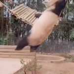 Mike Colter Instagram - I hope you're having a better day than these guys😭🤣🤣 What's your favorite? 😅#animals #funnyvideos