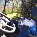 Mike Vogel Instagram - Not normally what I think of when I think of a farm dog, but she sure tries her best. #faithful #pugs #spoiled