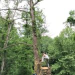 Mike Vogel Instagram - When actors suddenly find themselves with too much time on their hands....... no tree is safe🌳