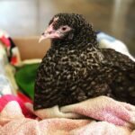 Mike Vogel Instagram - ‪My wife’s sickness has now transferred to our children. Ill chickens are now brought in the house for rehabilitation. Which means, they go, or I go. This has gotten out of hand... 😩‬