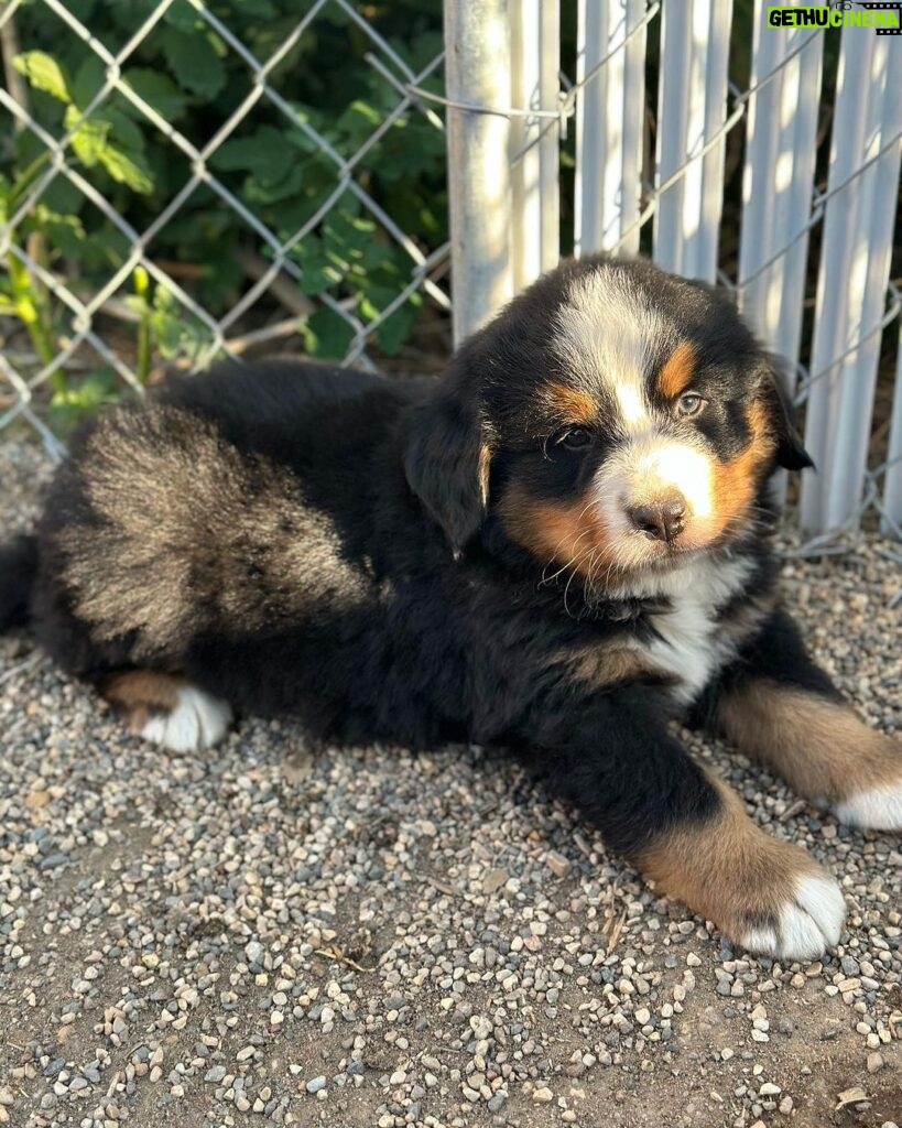 Miles Davis Moody Instagram - Gettin this little goober in two weeks! He’s named after my great-great grandfather- PHARO!