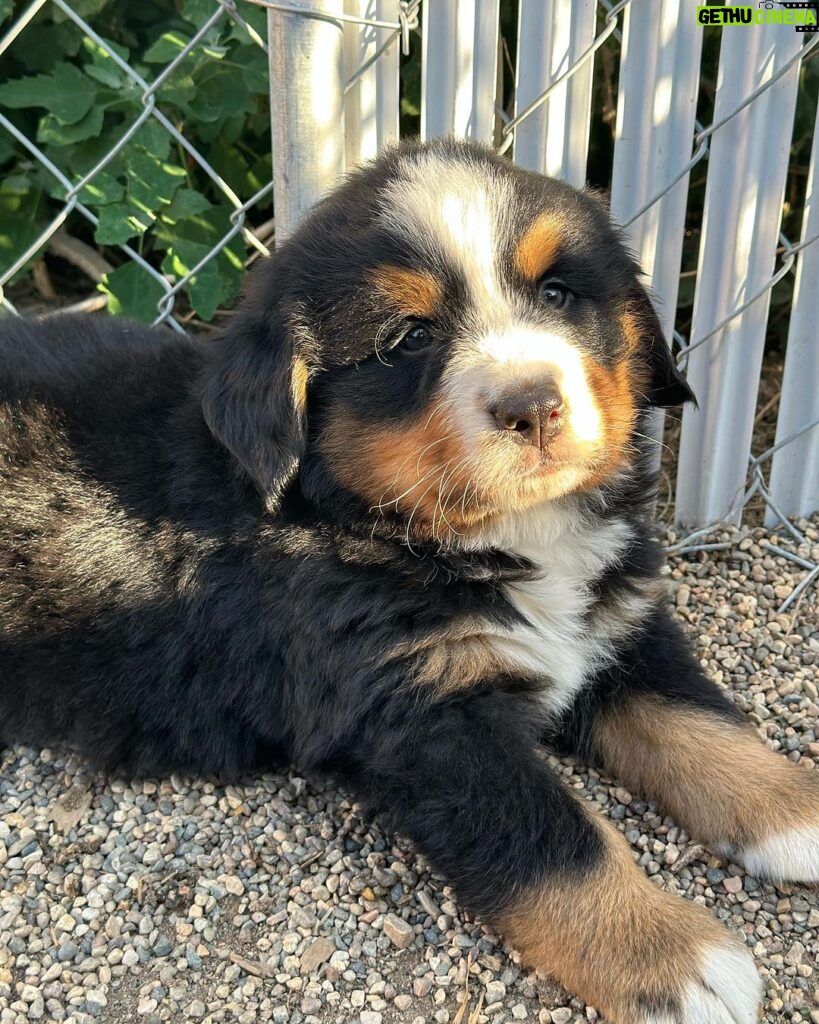 Miles Davis Moody Instagram - Gettin this little goober in two weeks! He’s named after my great-great grandfather- PHARO!