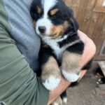 Miles Davis Moody Instagram – Gettin this little goober in two weeks! He’s named after my great-great grandfather- PHARO!