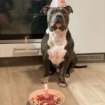 Miloš Petrášek Instagram – 1️⃣y.o🐶❤️
#hagrid#dog#birthday#love#americanbully