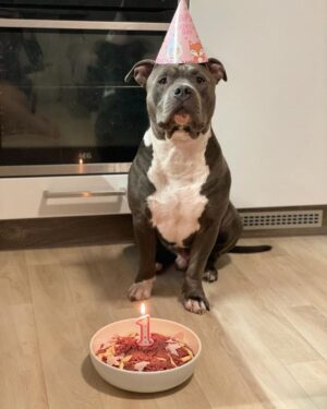 Miloš Petrášek Instagram - 1️⃣y.o🐶❤️

#hagrid#dog#birthday#love#americanbully