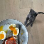 Mina Sundwall Instagram - little cartoon character 🐱 thanks to @friendsofnormie all my meals are now supervised (i promise i eat more than just breakfast)